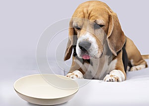 cute beagle dog with a sad face looking at an empty plate