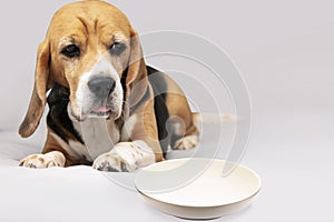 cute beagle dog with a sad face looking at an empty plate