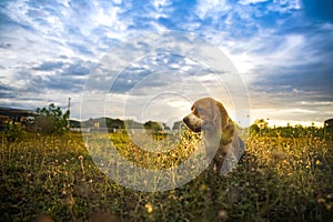 A cute beagle dog sitting on the green grass out door in the field,sunset silhouette,shallow depth of field