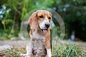 A cute beagle dog sitting on the green grass outdoor in the field.