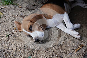 A cute beagle dog sleep on the sand in the park