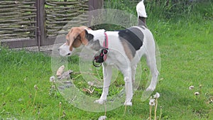 A cute beagle dog sniffing something on the green grass outdoor in the park. Hilarious playful beagle, happily spend