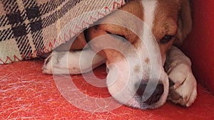 Cute beagle dog under a blanket, sleeping on a red chair. Three-color beagle canine under a duvet resting on a chair in
