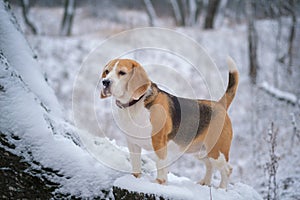 Cute Beagle dog on a walk