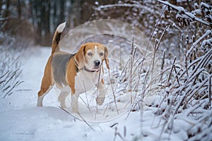 Cute Beagle dog on a walk