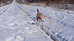 Cute beagle dog walking on the rails on a frosty winter day for a wal