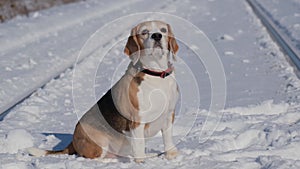 Cute beagle dog walking on the rails on a frosty winter day for a wal