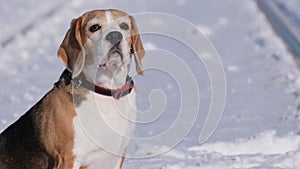 Cute beagle dog walking on the rails on a frosty winter day for a wal