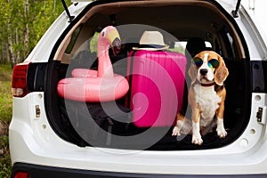 Cute beagle dog wearing sunglasses is sitting in the trunk of a car.