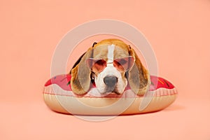 Cute beagle dog wearing sunglasses and a swimming ring