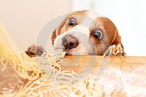 Cute beagle with food in the kitchen