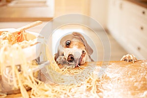 Cute beagle with food in the kitchen