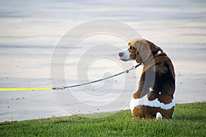 Cute Beagle leashed waits to his owner