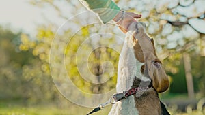 Cute beagle playing with his owner. Woman stroking dog on green backdrop.