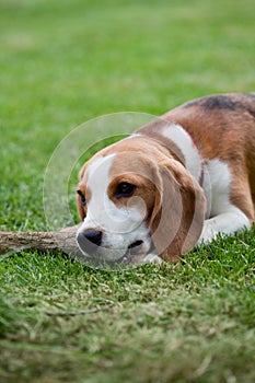 Cute beagle puppy