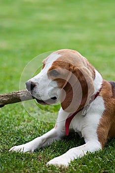 Cute beagle puppy