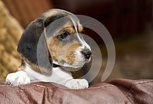 Cute Beagle Puppy