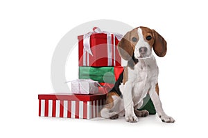 Cute Beagle puppy and Christmas presents on white background. Adorable pet