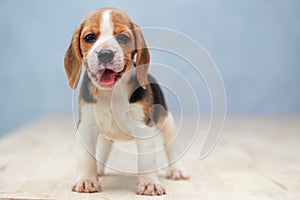 Cute beagle puppy dog