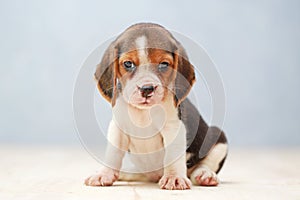 Cute beagle puppy dog