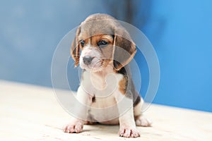 Cute beagle puppy dog