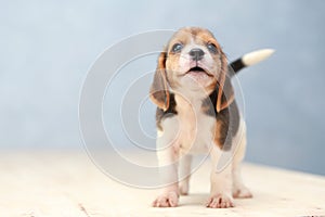 Cute beagle puppy dog