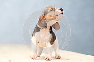 Cute beagle puppy dog