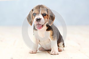 Cute beagle puppy dog