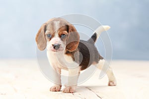 Cute beagle puppy dog
