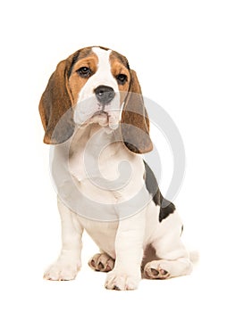 Cute beagle puppy dog sitting