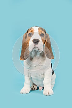 Cute beagle puppy dog sitting on a blue background