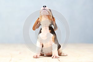 Cute beagle puppy dog