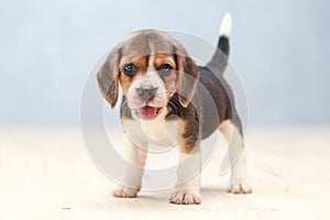 Cute beagle puppy dog