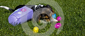 Cute Beagle Puppy with Easter Basket