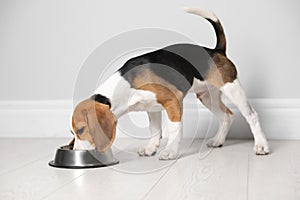 Cute Beagle puppy eating near light wall indoors. Adorable pet