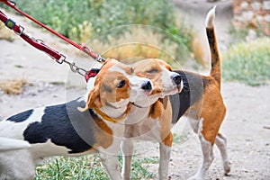 A cute beagle puppy kisses her mom. Beagle dogs playing outdoors