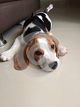 Cute Beagle Puppy Lying Down
