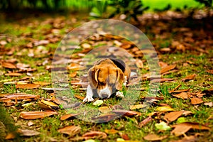 Cute Beagle puppy in a pink collar, playing with a stick