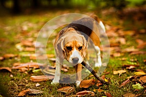 Cute Beagle puppy in a pink collar, playing with a stick