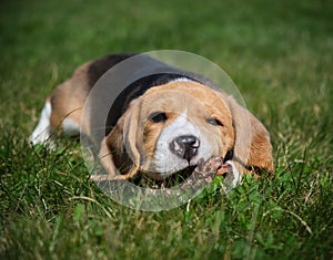 Cute beagle puppy is playing photo