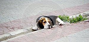 Cute beagle puppy with serious face  is lying on pavement path . Portrait of lovely dog