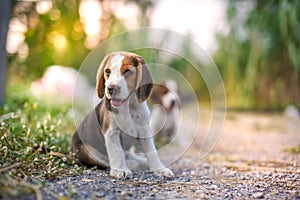 A cute beagle puppy sit on the grass outdoor in the yard