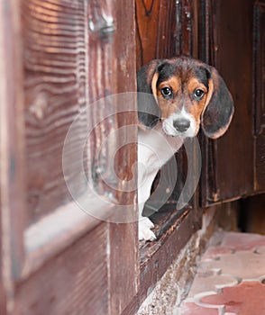 Cute Beagle puppy sitting on doorstep