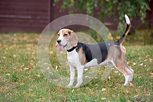 Cute beagle puppy is standing with lolling tongue in the autumn park. Pet animals