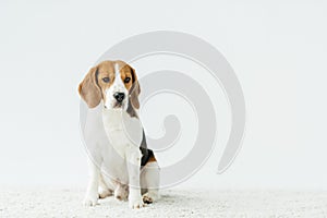 cute beagle sitting on white carpet