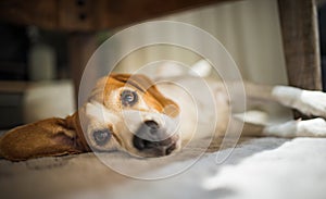 Cute Beagle sleeping on floor under coffee table at home. Adorable pet