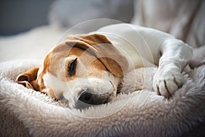 Cute Beagle sleeping on Sofa at home. Adorable pet