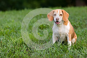 Cute beagle watching you