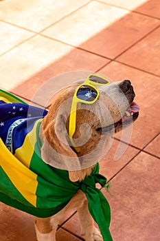 Cute Beagle With Yellow Glasses and Flag Cheering for Brazil to be the Champion