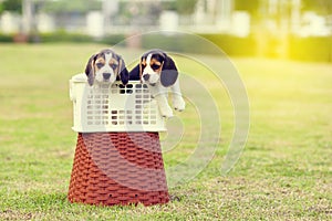 Cute Beagles